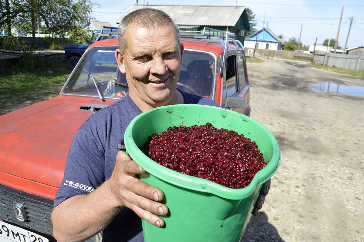 В сентябре был собран рекордный. Ведро голубики. Сбор ягод на Дальнем востоке. Площадка для сбора дикоросов.