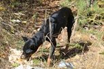 Беременную собаку тындинец бросил умирать в лесу