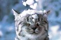 pikabu.ru