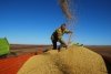 Аграрии начали самую масштабную уборочную сои в истории Приамурья