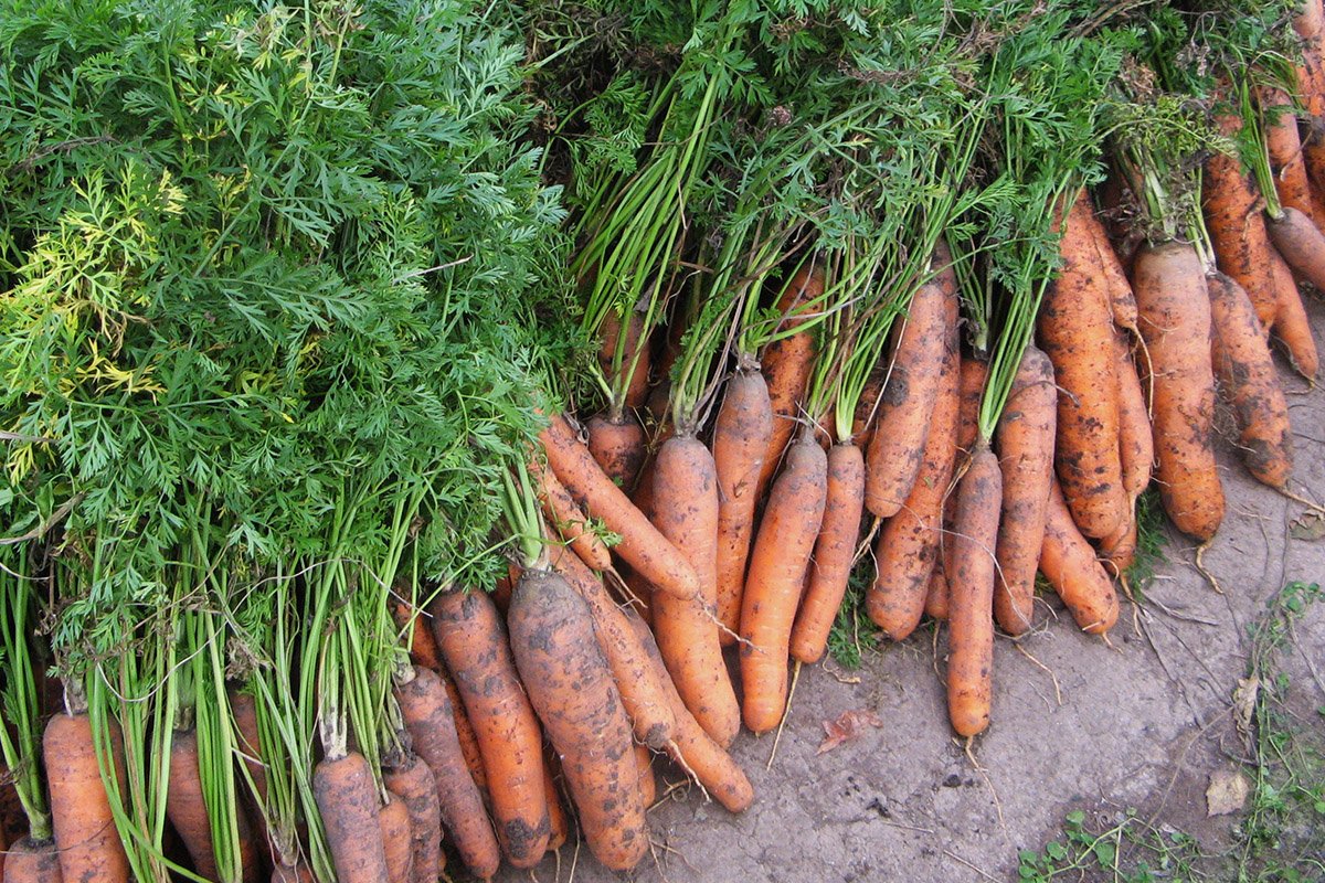 Как правильно нужно обрезать ботву у моркови для хранения на зиму?