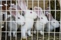 27 кроликов в год должна принести одна крольчиха. Фото: Андрей Оглезнев
