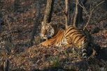 Президентский тигр Кузя уплыл в Китай, Боря с Илоной обживают Приамурье