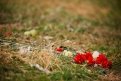 На месте гибели Екатерины лежат живые цветы. Фото: С. Лазовский
