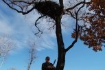 Амурские экологи защитили гнезда улетевших на зимовку дальневосточных аистов