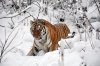 Путинского тигра Кузю оклеветали