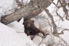 Жители Тындинского района видели медведя-шатуна