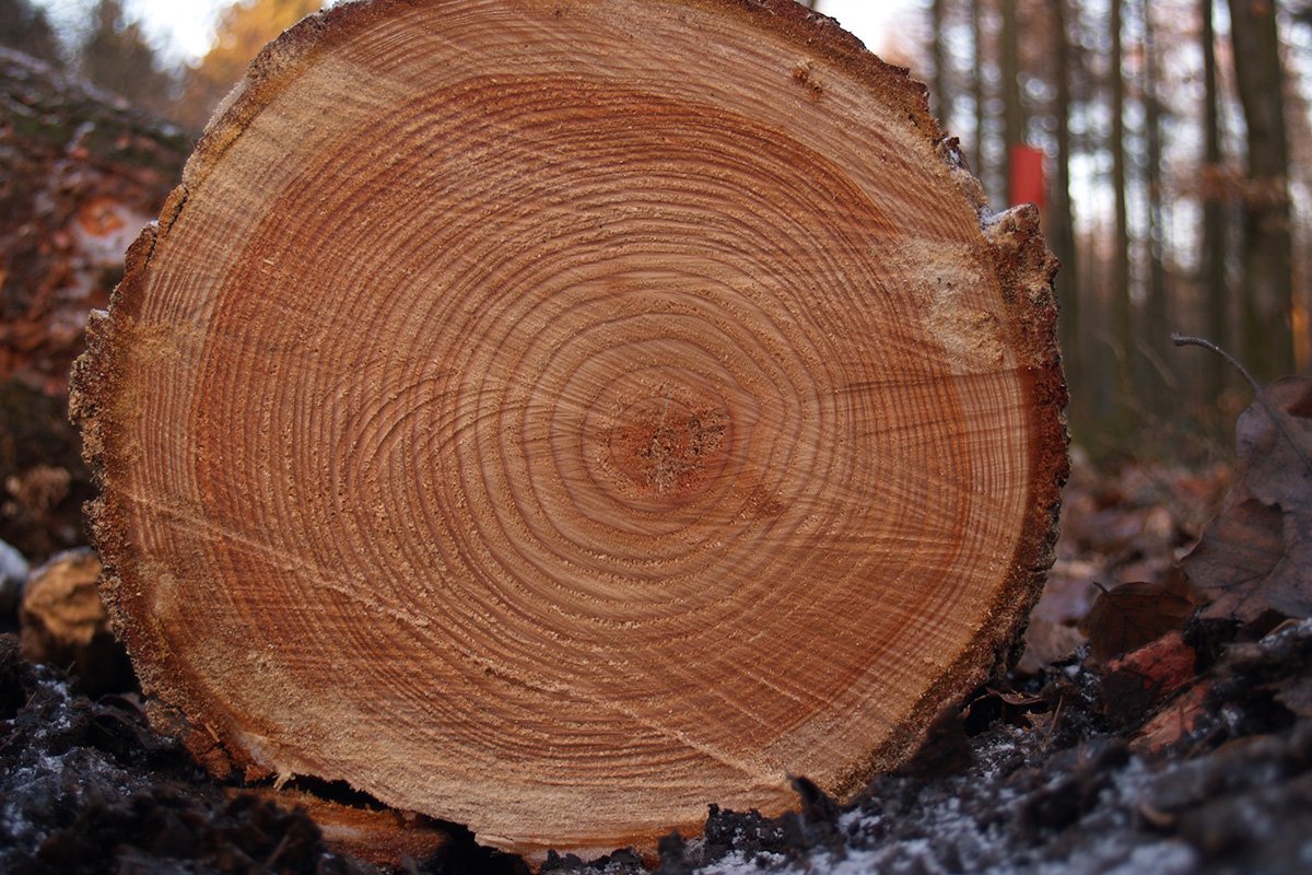 В Китай ушло 4 миллиона кубометров дальневосточной древесины / Экспорт леса в Китай наращивает темпы. Всего через пункты пропуска Дальнего Востока в соседнее государство ушло  4,1 млн кубических метров необработанной древесины. 