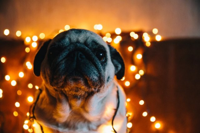 Новогоднее Животное Фото Новогоднее Животное Фото