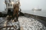 Сахалинская рыба и консервы заполонят прилавки магазинов Приамурья