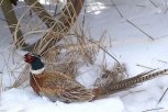 11 фазанов и хищную птицу изъяли у браконьеров в Муравьевском заказнике