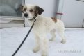 Амурские зоозащитники нашли бездомному псу хозяев в Германии