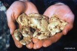 Житель Приамурья нашел на улице 18 слитков золота в носках