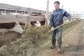 После запуска фермы с уже имеющимся стадом КФХ сможет производить до 16 тонн молока в сутки