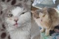 Эшли со сломанной челюстью нашли в подвале дома в Пояркове, после операции кот здоров и ищет хозяев.