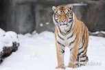 Для путинской тигрицы Илоны установят четыре новых фотоловушки
