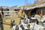 Амурский фермер планирует открыть придорожный магазин по продаже козьего йогурта и сыра