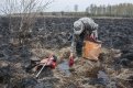 Пожар в Хинганском заповеднике уничтожил гнезда краснокнижных аистов и журавлей. Фото