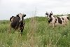 Проекты типовых животноводческих ферм создадут в Амурской области