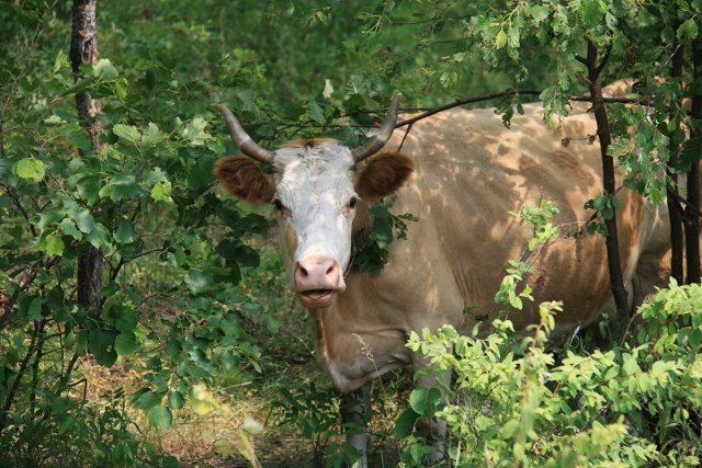 Корова на крыше дома