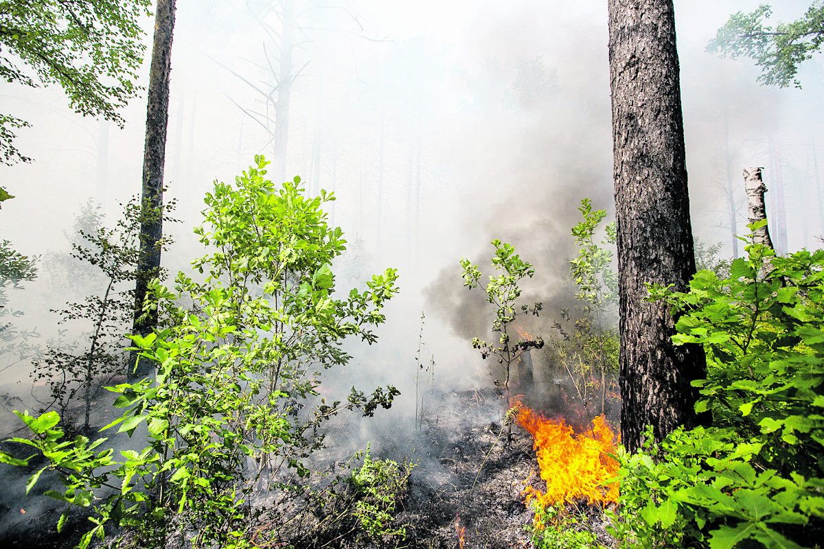 Кипит в лесу. Пожар в лесу. Небольшой пожар в лесу. Пожары в Амурской области. Пожар в осеннем лесу.
