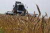 Урожая зерновых в Приамурье хватит даже на экспорт