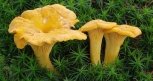 В Благовещенске из продажи изъяли санкционные грибы из Португалии