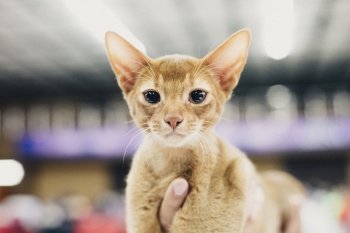 В Благовещенске показали шестипалого мейн-куна и устроили шоу рыжих кошек. Фото