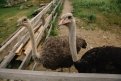 Благовещенцы поедут на экскурсию к страусам и деревенским птицам в Константиновку