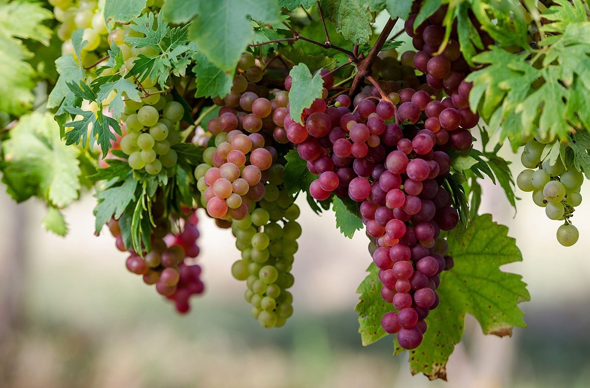 Виноградное меню защитит от инфекций / Виноград, особенно темный, обладает сильными антивирусными и антибактериальными свойствами и может защитить от инфекций. Мякоть винограда, а также виноградные косточки используют в народных рецептах как отличное пиллинговое средство и для предотвращения появления морщин на коже.