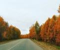 yliasinichka: Рыжая дорога.