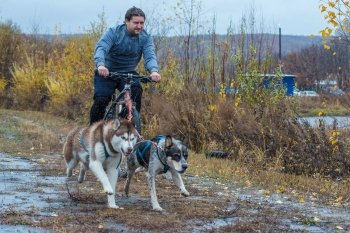 Бесснежные гонки на собачьих упряжках прошли в амурской столице