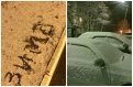 Тындинцы делятся фотографиями первого серьезного снега