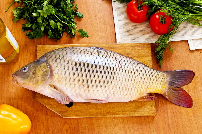 Сазан рыба фото и описание рецепты
