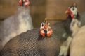 Север индюкам не помеха: семья из Зеи развела целую ферму домашней птицы