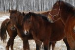 Табун лошадей в Приамурье уничтожил в заказнике подкорм для косуль и фазанов