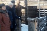 Амурские полицейские задержали серийных похитителей скота