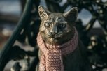 Благовещенцы укутали бронзового кота на набережной в теплый шарф