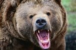 В Хабаровске медведь напал на женщину