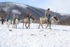 Осенью тындинскую Усть-Нюкжу с «большой землей» свяжет пума