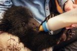 В благовещенский приют «Остров спасения» подбросили двухмесячного медвежонка (фото и видео)