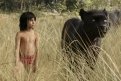 Свободный Народ: рецензия на новый фильм Джона Фавро «Книга джунглей»