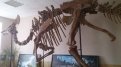 chichendra: В Благовещенске живет динозавр Ванюша