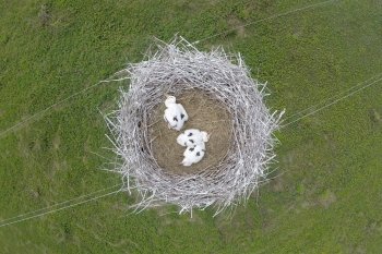 В Приамурье начали считать аистов с воздуха (20 фото)