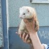 Спрыгнувшего со второго этажа хорька-беглеца нашли в столице Приамурья