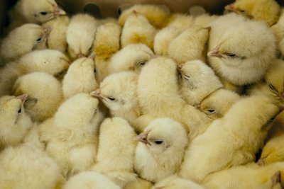 Цыплят заказывали? Птенцов «Амурского бройлера» скупают целыми деревнями