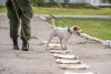 В Благовещенске на границе служит единственная в области собака породы парсон-рассел-терьер
