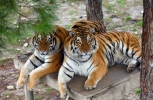 Выпущенный в Приамурье президентом  тигр Борис  не разлучается  с любимой
