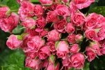 В Приамурье сожгли сто нидерландских роз
