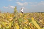 ВТБ увеличил поддержку амурских аграриев
